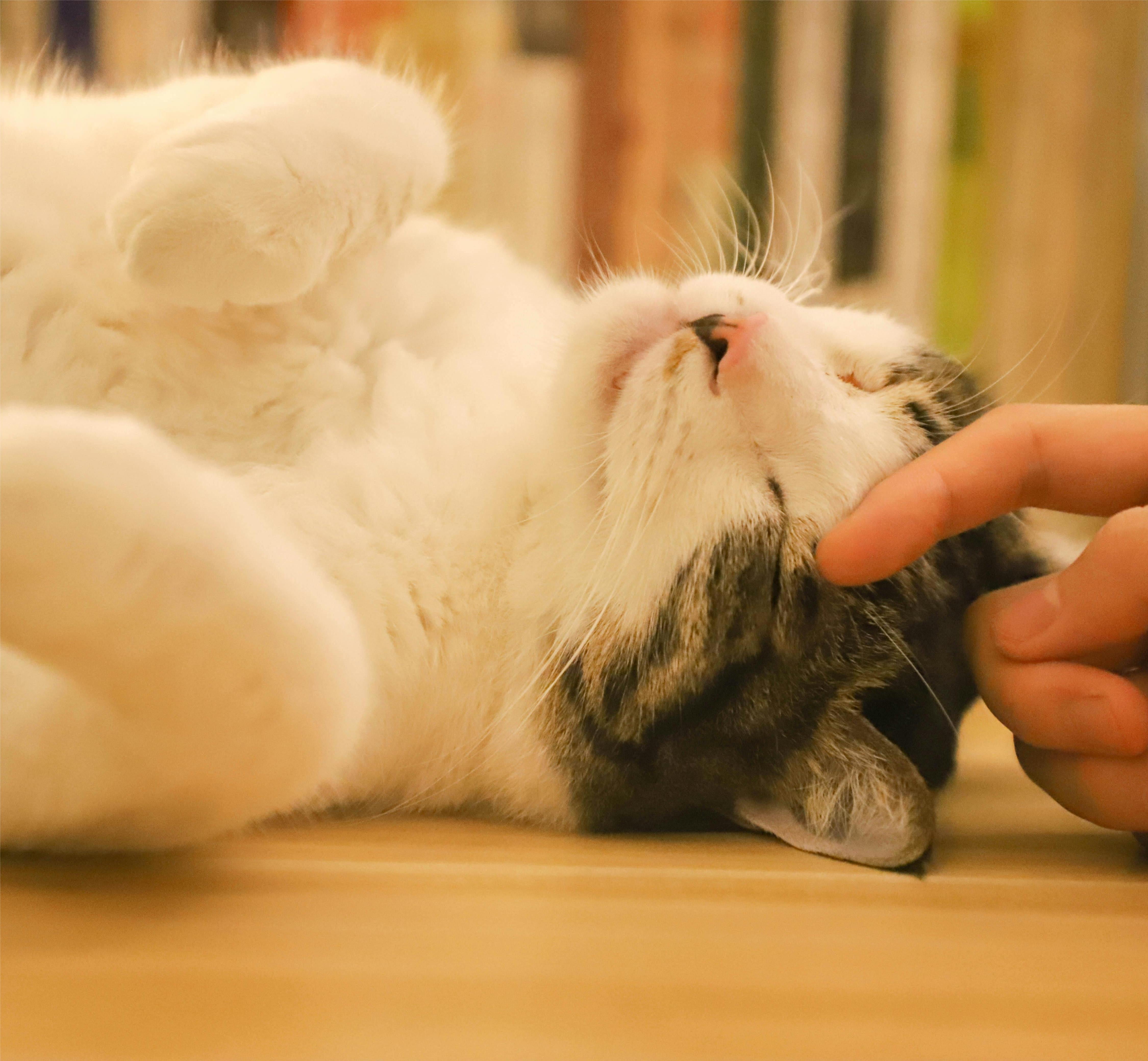 Essential Tips for Bringing a New Cat Home