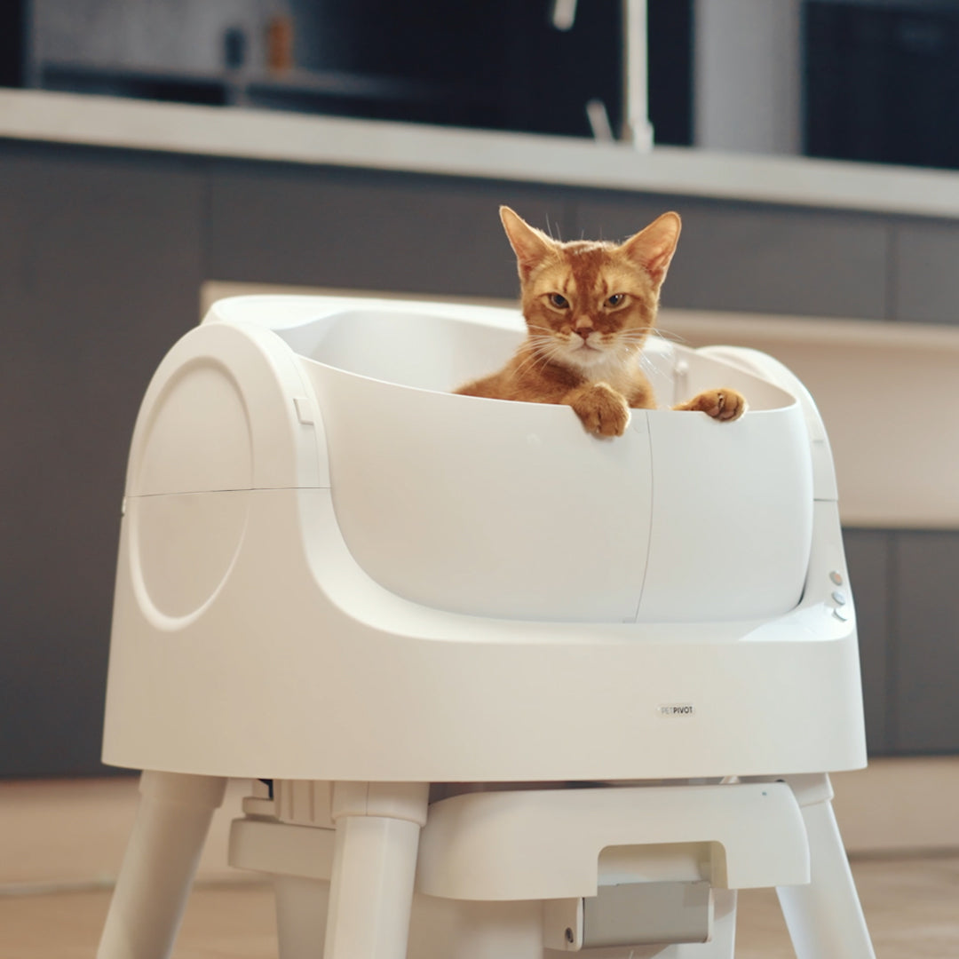 Autoscooper 11 Smart Cat Litter Box