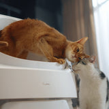 Autoscooper 11 Open-top Self-cleaning Smart Cat Litter Box-PetPivot Autoscooper 11 Open-top Self-cleaning Smart Cat Litter Box-PetPivot