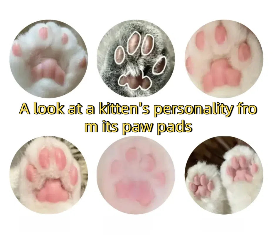 A look at a kitten's personality from its paw pads